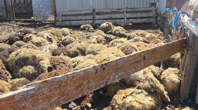 Img default alt hy